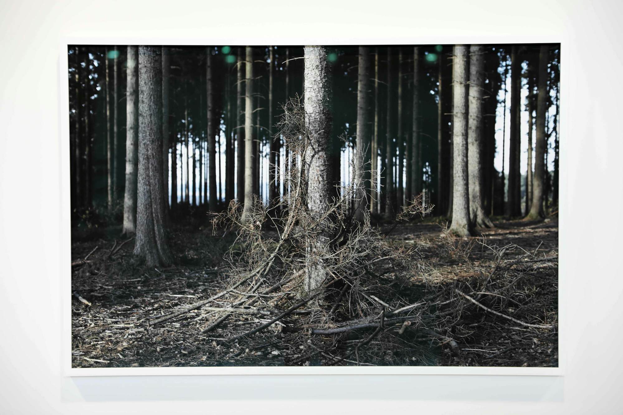 Barbara Salomé Felgenhauer, "Le Bois", 2020. Collection du BPS22. Photo : BPS22
